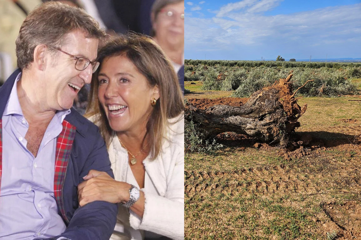 La exconsejera de Medio Ambiente del Gobierno de Feijoo en Galicia es una alto cargo en la empresa encargada de talar olivos para instalar paneles solares