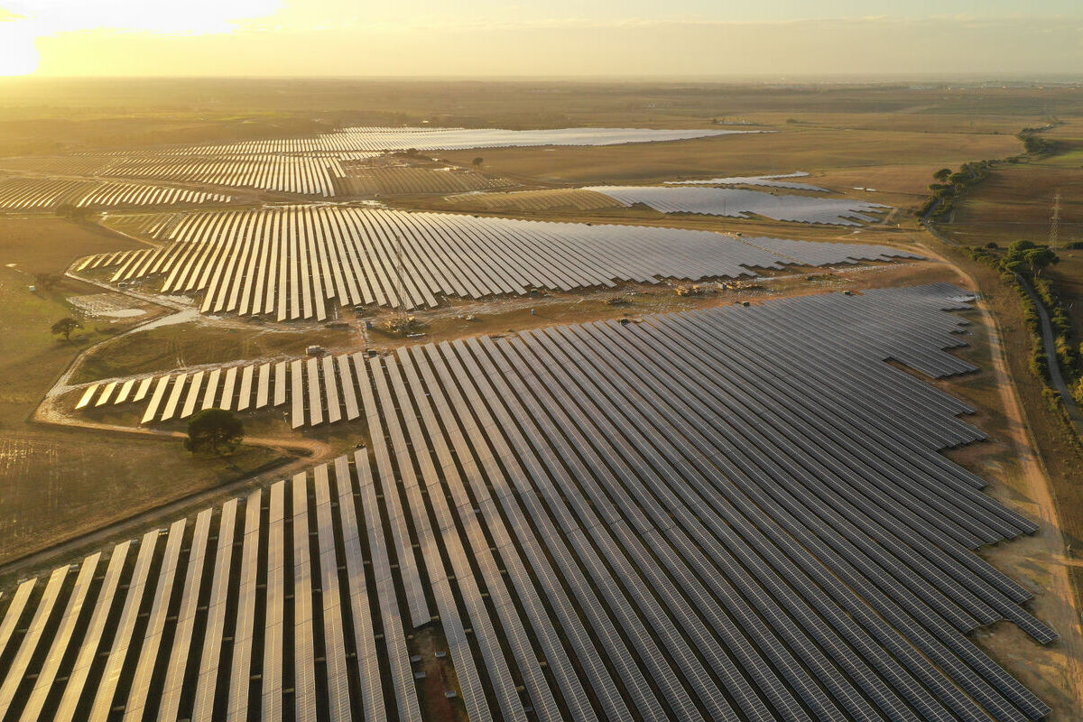 Los cazadores se suman a los agricultores y denuncian la tala de medio millón de olivos para construir placas solares: «No generan empleo ni riqueza»