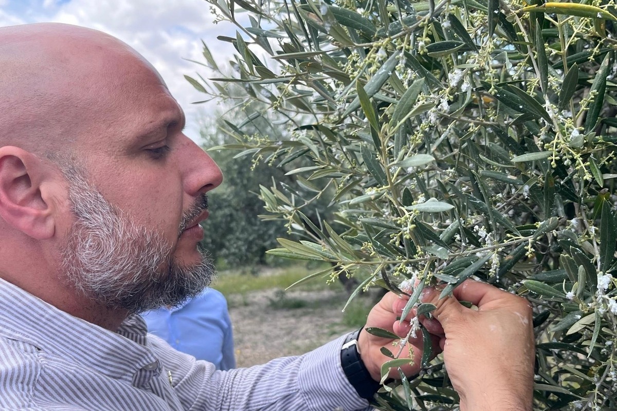 A la tala de olivos para construir placas solares se suma una nueva plaga: el algodoncillo pone en riesgo 9.000 hectáreas de cosecha
