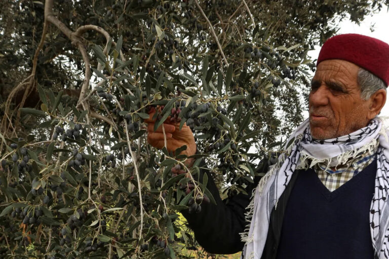 El campo acusa a Bruselas y al ministro Planas de dejar sin control el aceite tunecino que presiona al productor español