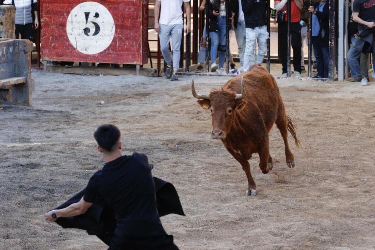 VOX insta al Gobierno valenciano a reconocer con la «alta distinción» la labor de la Fundación Toro de Lidia y a declarar BIC los «bous al carrer»