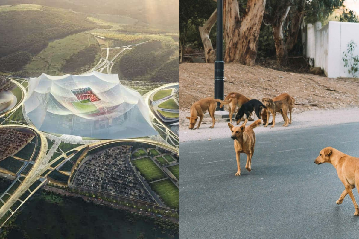 Marruecos ejecutará a tres millones de perros antes del Mundial de 2030 para que las ciudades sean «agradables para los aficionados»