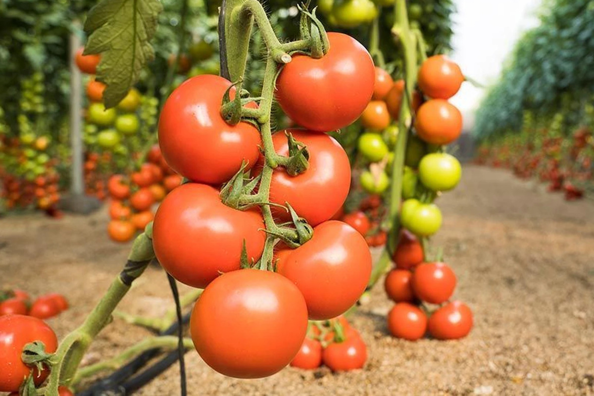 El drama del tomate español: la exportación baja un 25% mientras la importación marroquí crece un 269% en la última década