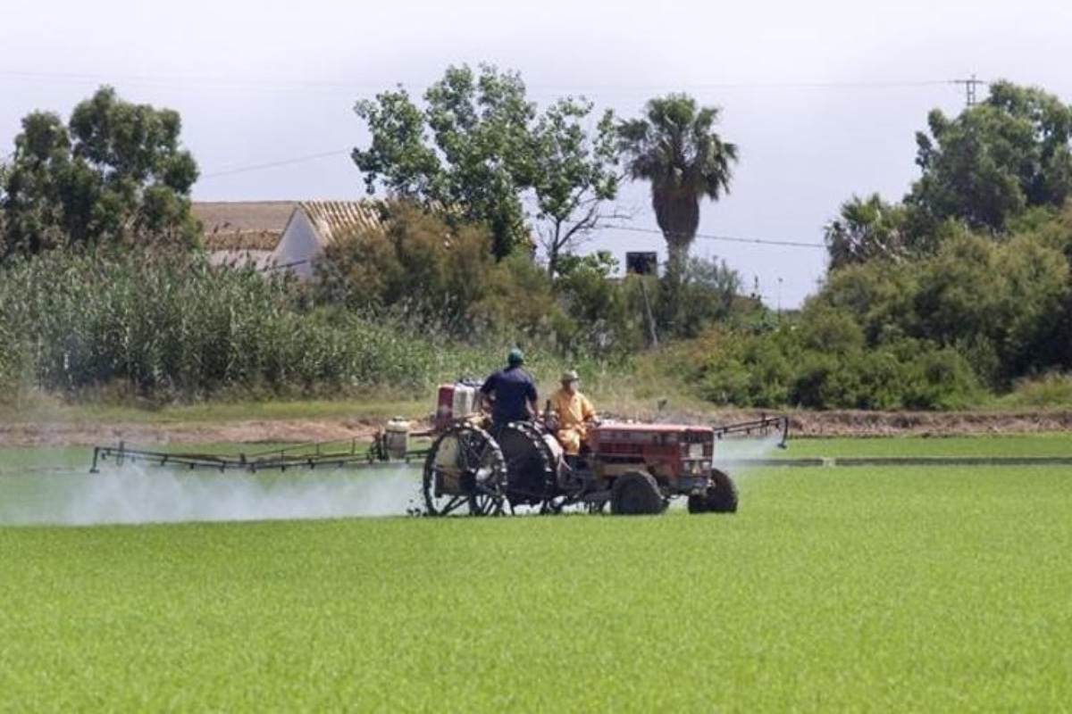El Pacto Verde condena la agricultura en Extremadura: advierten de una «catástrofe» para el cultivo del arroz debido a los altos costos y la competencia desleal