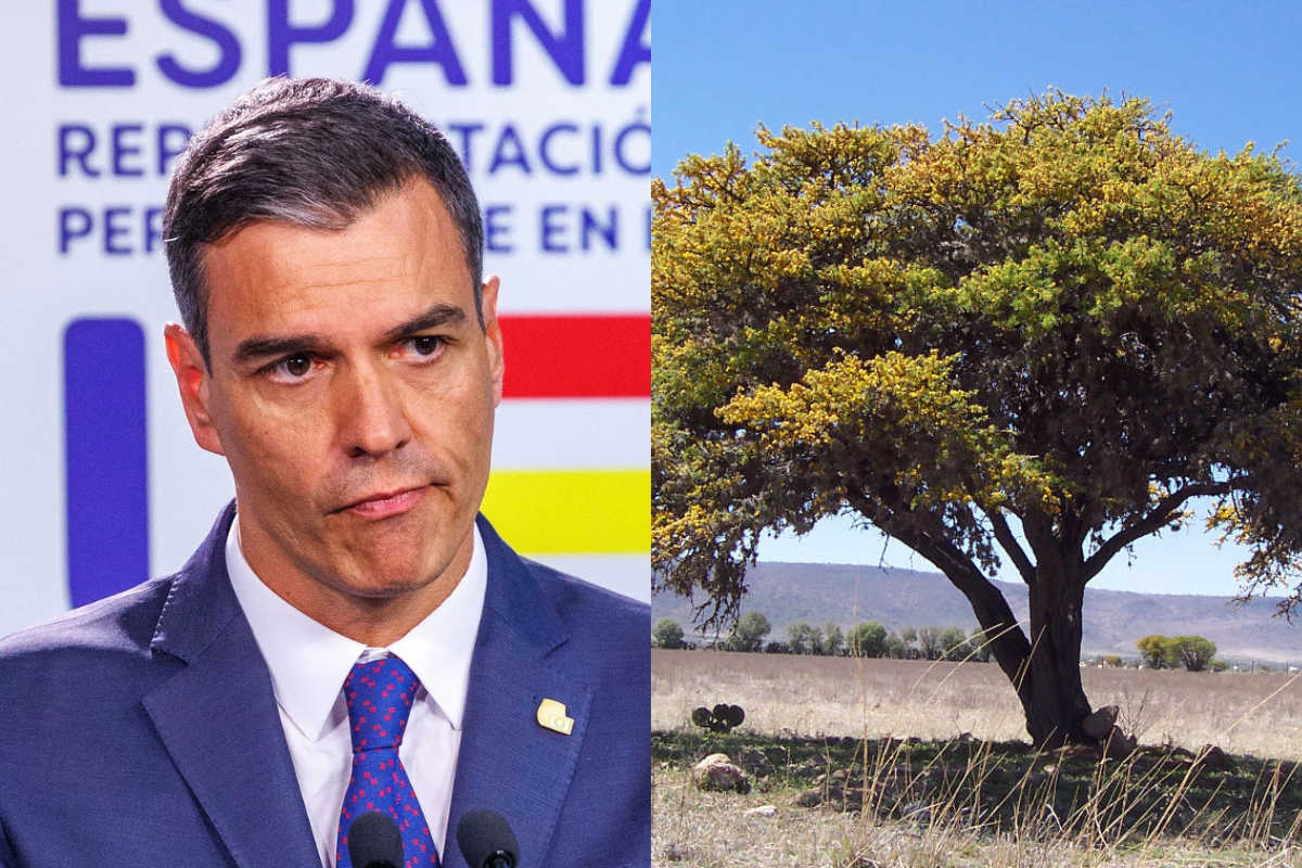 El Gobierno destinó casi 600.000 euros de dinero público al desarrollo de árboles de Cují en Etiopía… y más de un año después no se han plantado
