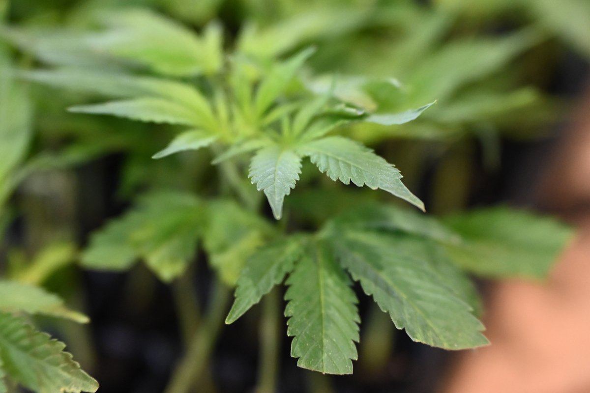 Marruecos duplica el cultivo legal de cannabis respecto al año anterior, según la agencia ANRAC