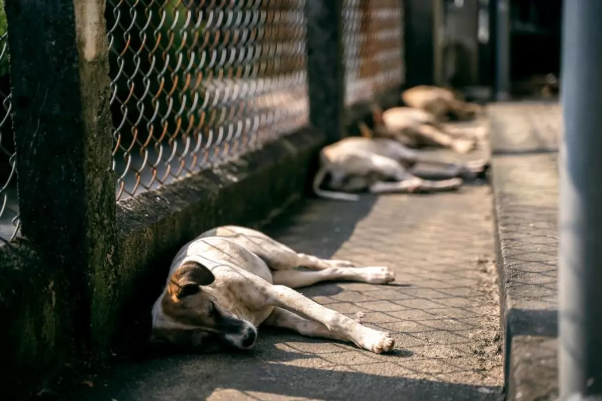 El Gobierno marroquí comienza a sacrificar a perros para «limpiar» las calles de cara al Mundial 2030