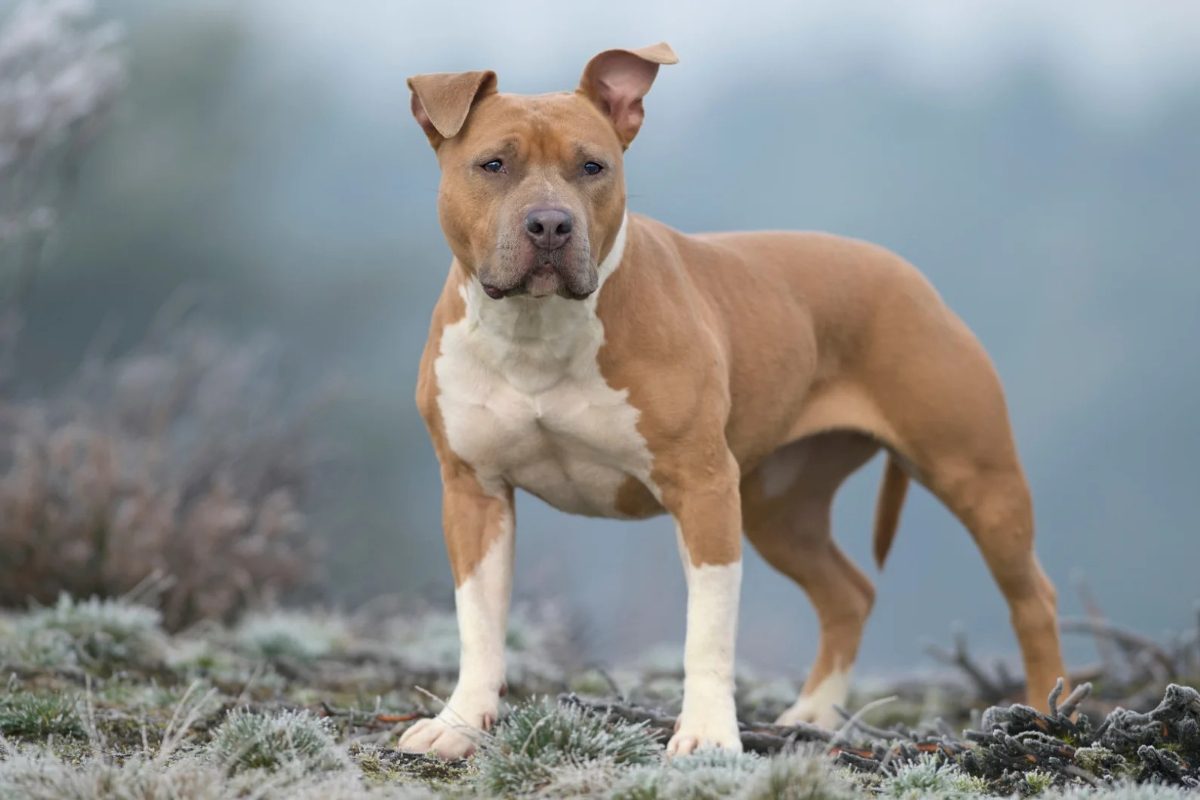Un inmigrante ilegal senegalés con 22 antecedentes lanza a sus perros contra dos policías en Zaragoza cuando iban a arrestarlo y ahora está en libertad