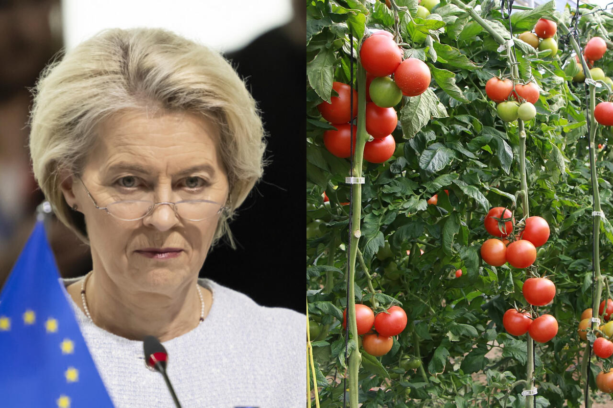 Von der Leyen condena al campo español: el acuerdo de Bruselas con Marruecos puede perder al tomate almeriense más de 600 millones en exportaciones