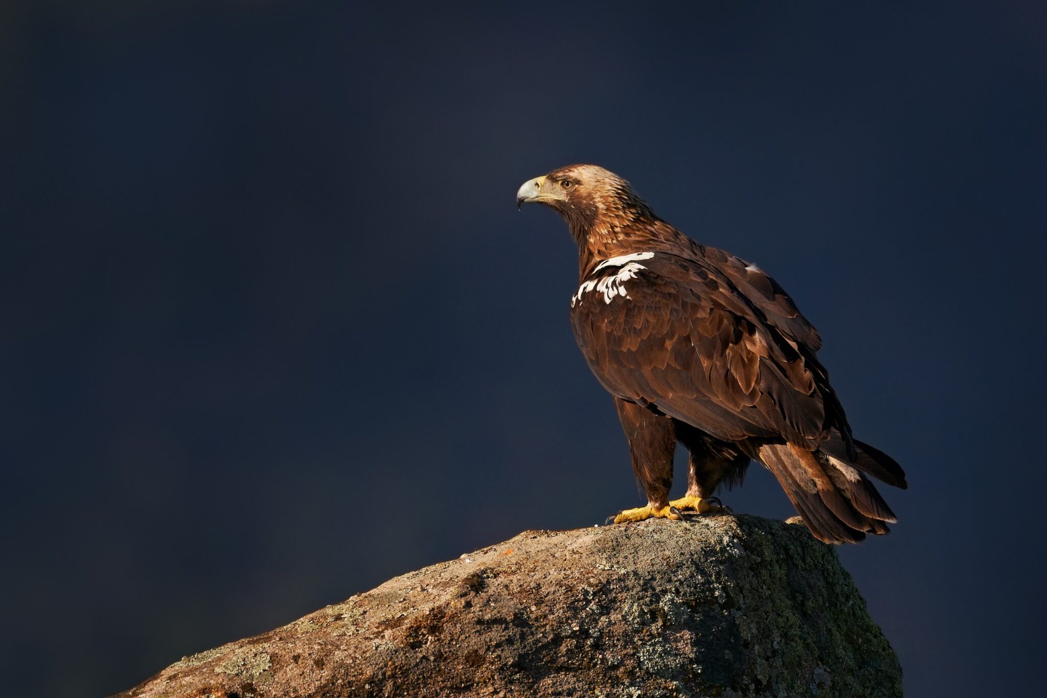 La Agenda 2030 sigue destruyendo el medioambiente: el águila imperial ibérica, en peligro por los parques eólicos en Albacete