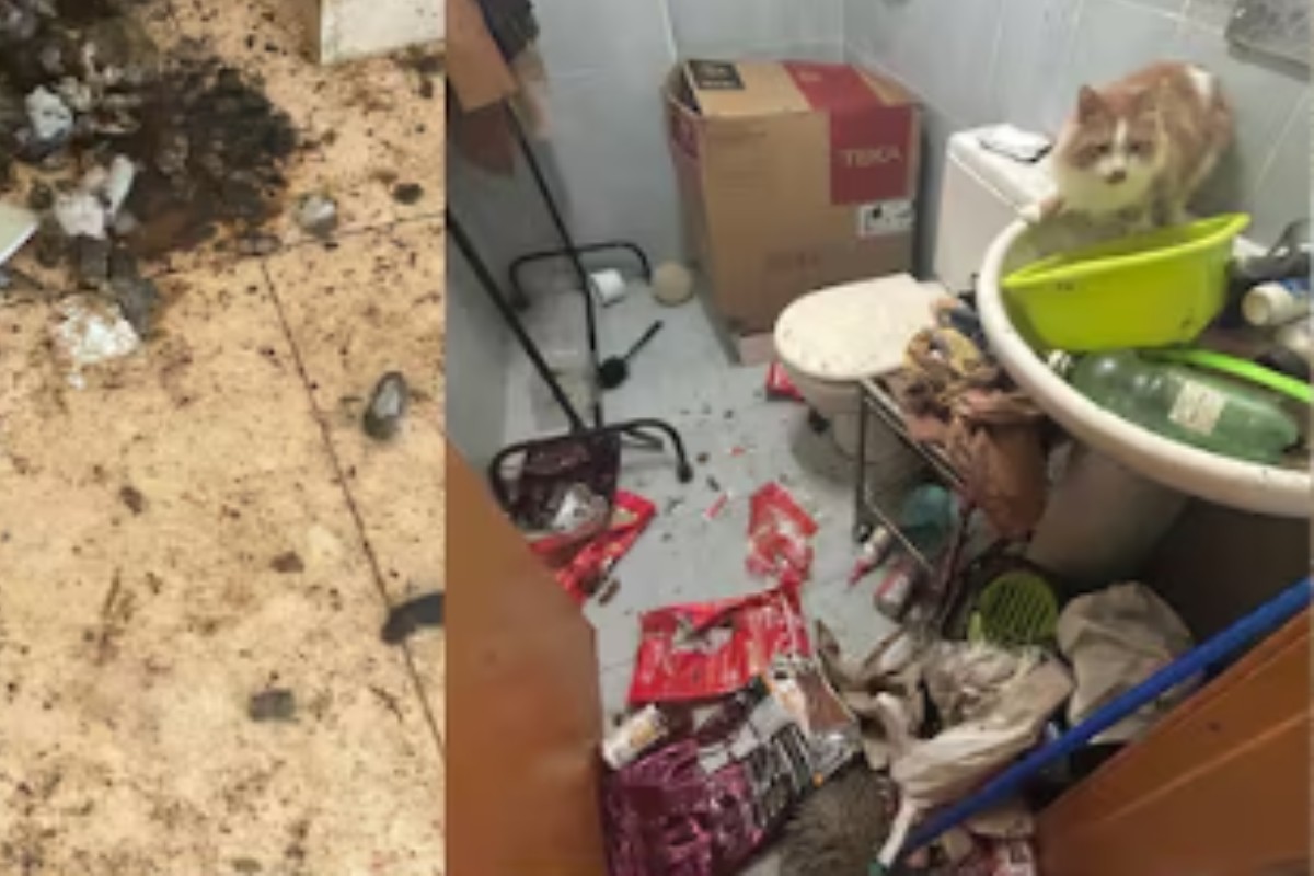 Una propietaria de Castellón recupera su vivienda destrozada y llena de excrementos tras cinco años okupada y sin protección del Estado