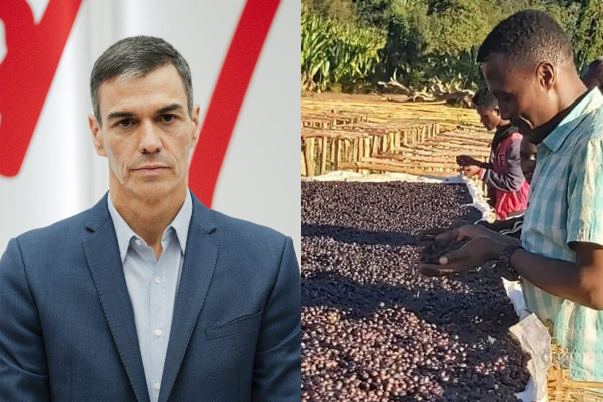 El Gobierno de Sánchez destina 700.000 euros a la «producción sostenible de café con perspectiva de género» en Etiopía