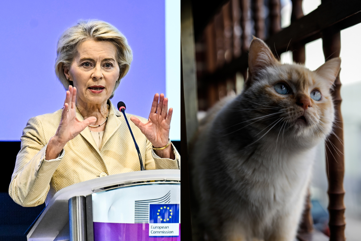 Bruselas pacta el microchip obligatorio para mascotas, y la primera ley de bienestar para perros y gatos