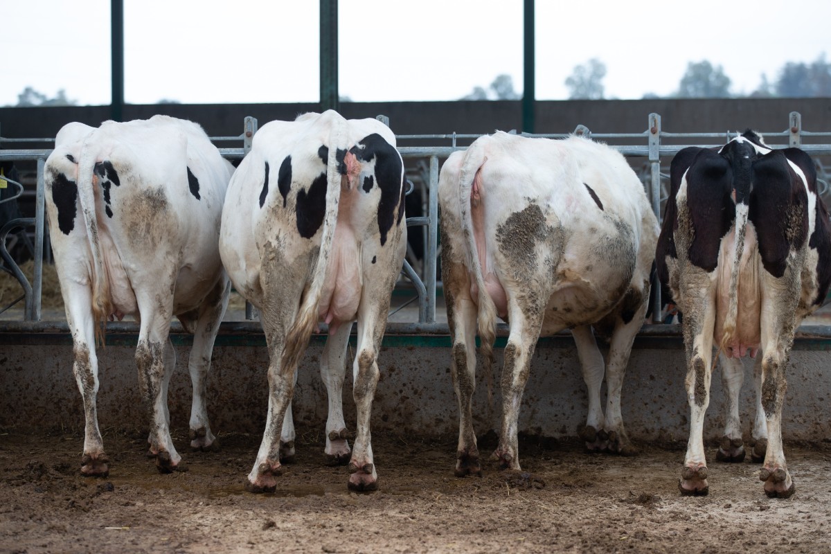 El escándalo del pienso «climático» que enferma vacas llega al Reino Unido y a Noruega, y obliga a revisar ensayos e investigaciones