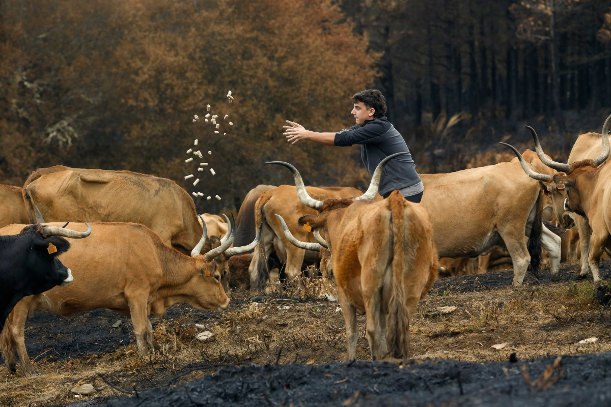 Ganaderos daneses denuncian que un alimento «climático» obligatorio impuesto por Bruselas mata a sus vacas