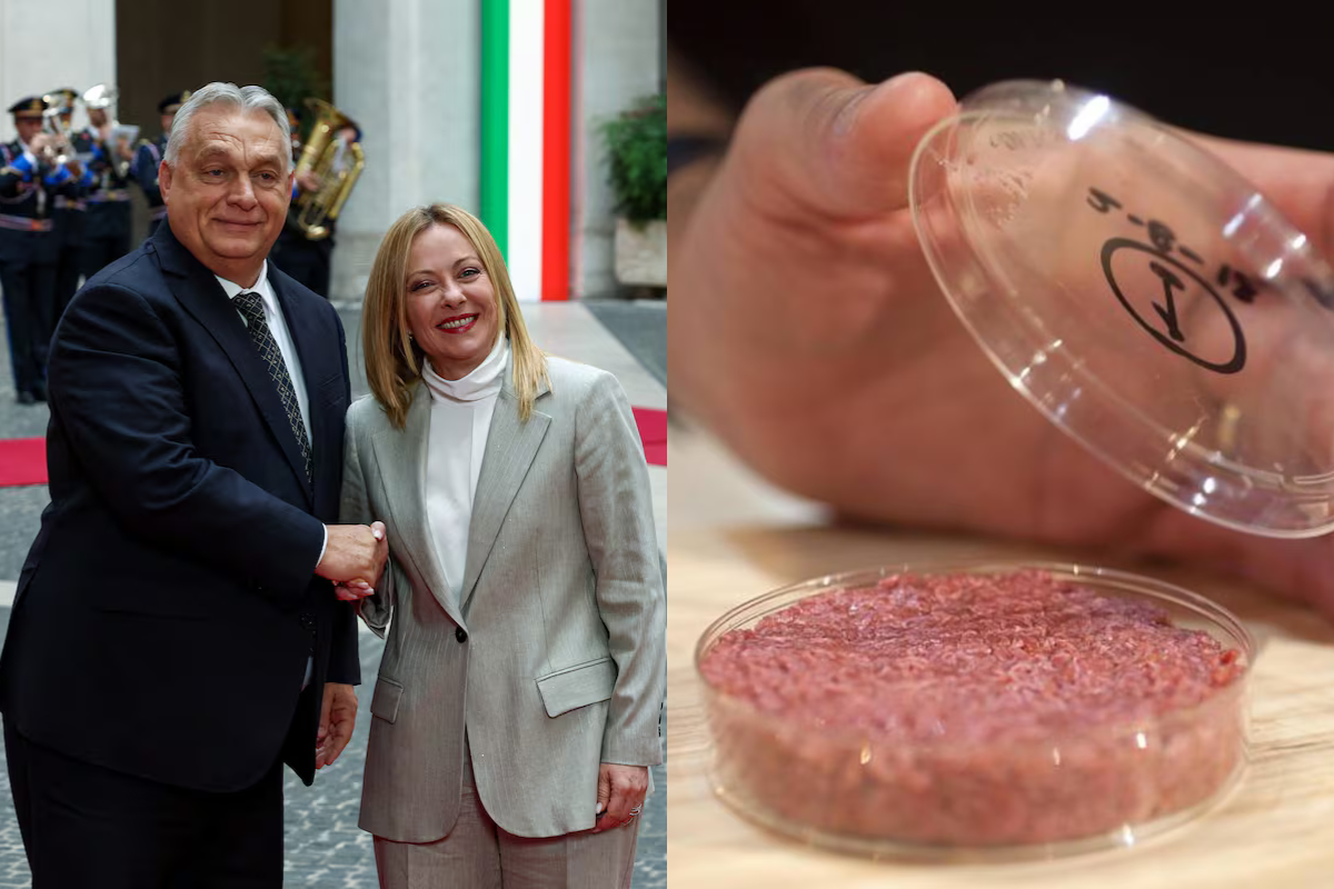 Orbán se suma a Meloni y prohíbe la producción y la venta de carne cultivada en laboratorio: «No envenenaremos a los húngaros»