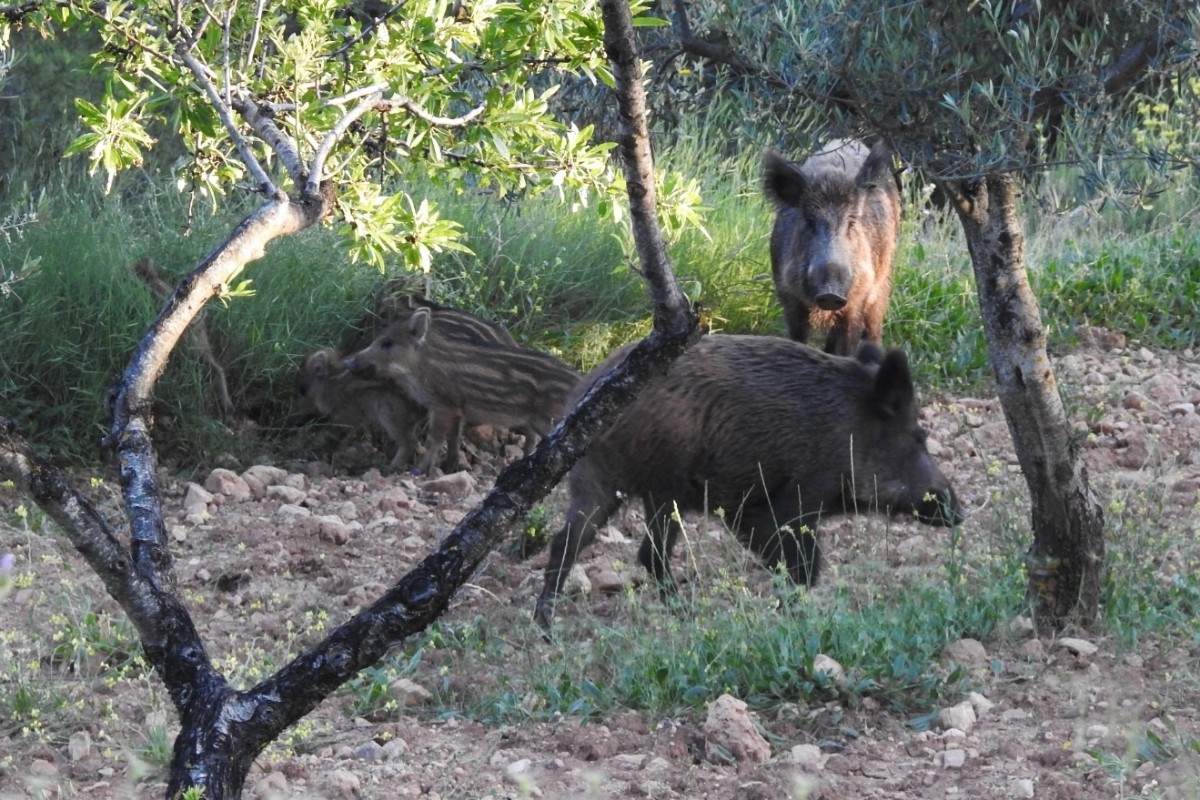 La peste porcina africana expone el desastre en el campo por las normas «ecologistas» y recuerda la importancia de la caza