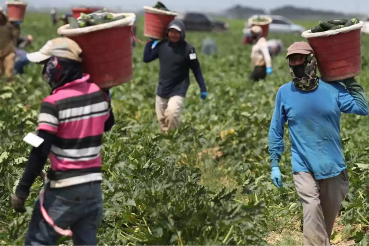 El negocio de las ONG con la inmigración: reciben dinero público por suministrar refugiados a empresas que buscan mano de obra barata
