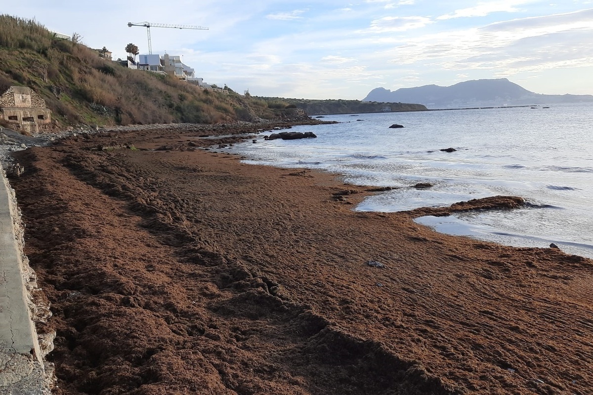 El Gobierno de Sánchez destina un millón para limpiar algas en el Caribe mientras olvida la amenaza de estos organismos en la costa de Andalucía