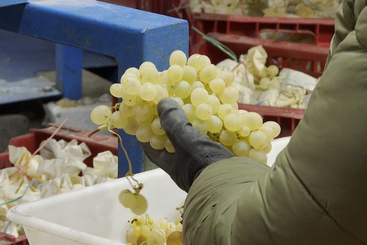 Aumentan las alertas por alimentos importados en mal estado y que fueron cultivados con contaminantes químicos