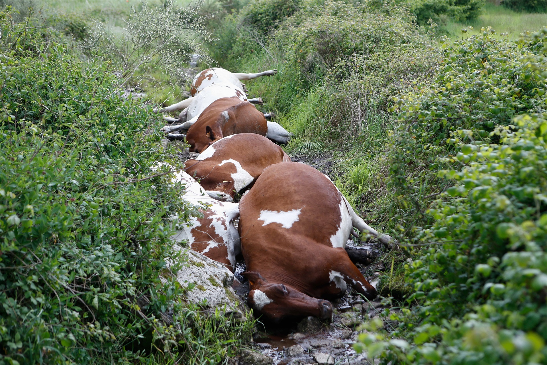 Cantabria se queda sin leche: tres de cada diez explotaciones han cerrado desde 2019 y abren la puerta a importaciones desde Marruecos