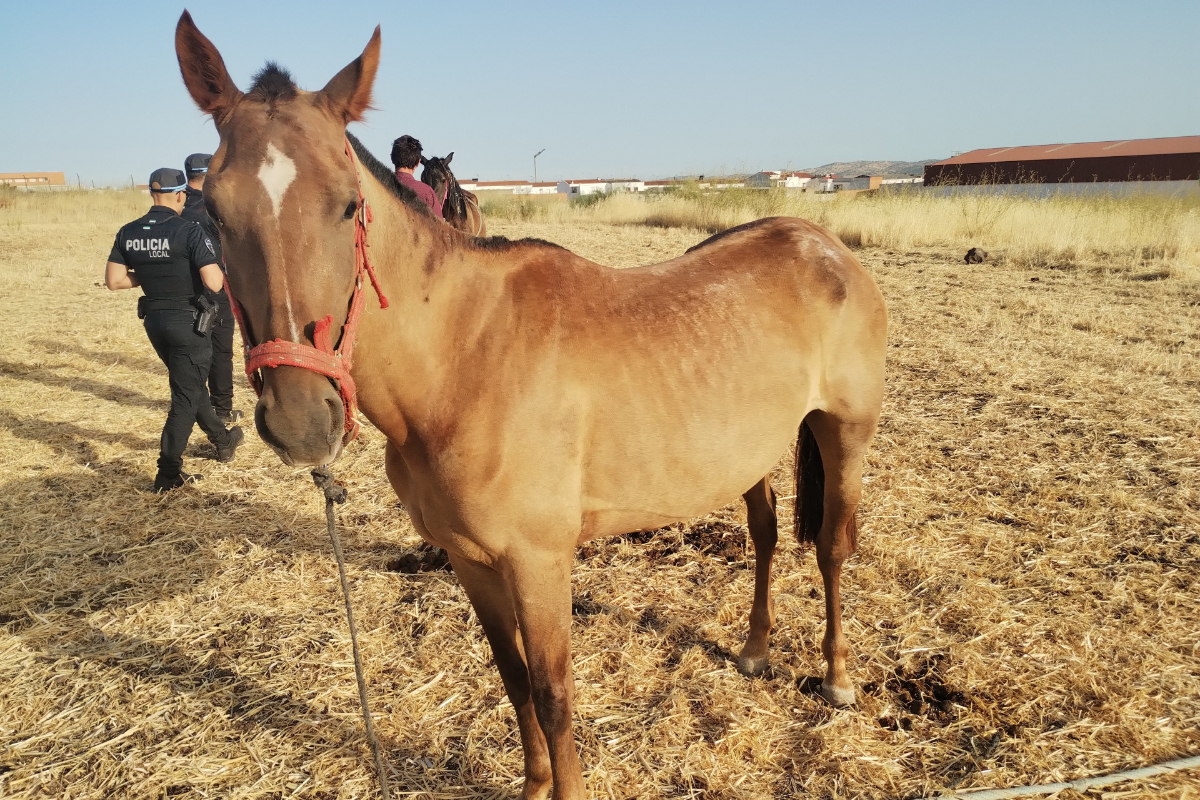 Un grupo parlamentario en Italia impulsa prohibir el consumo de carne de caballo al considerar a los equinos «animales de compañía»