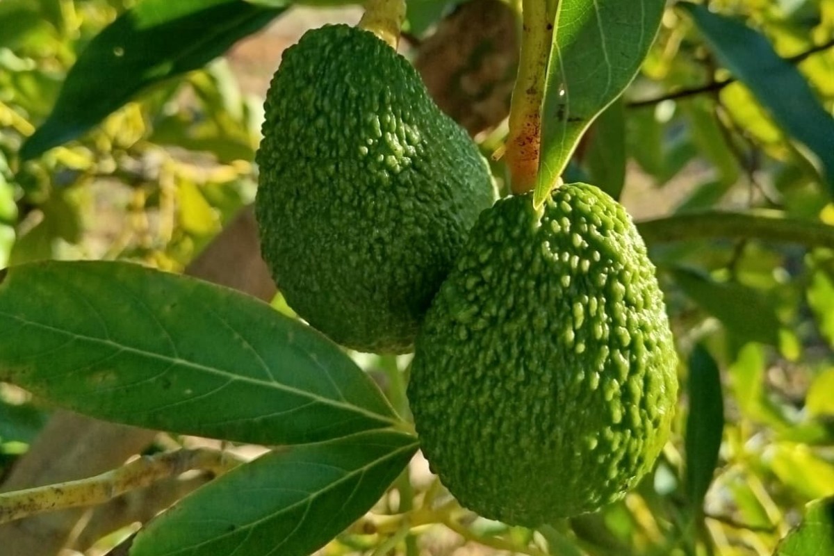 Marruecos dispara un 90% sus exportaciones de aguacate y pone en riesgo el liderazgo productivo de España en Europa