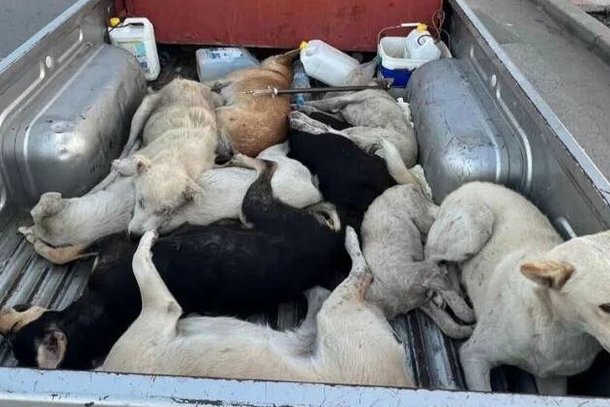 Diez grupos animalistas protestan ante la FIFA por el sacrificio masivo de perros en Marruecos antes del Mundial de 2030