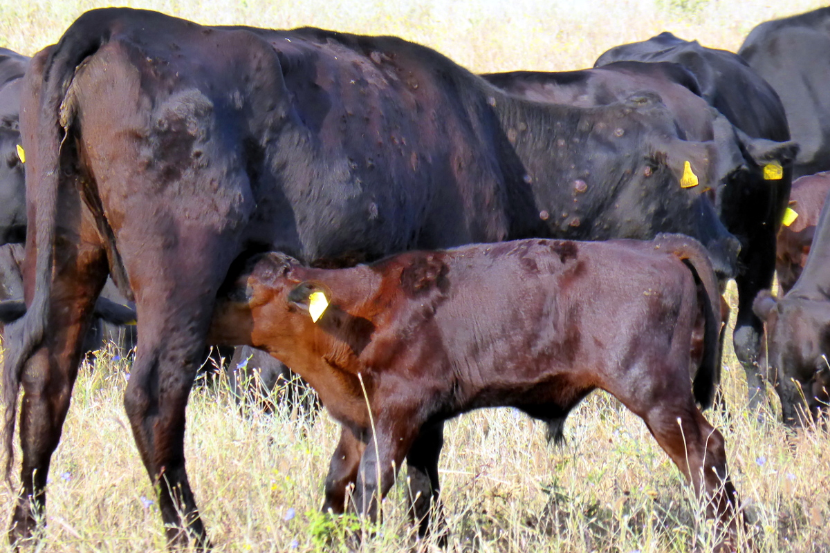 La dermatosis nodular contagiosa, enfermedad vírica procedente de África, se extiende en España y obligará a sacrificar a 148 vacas