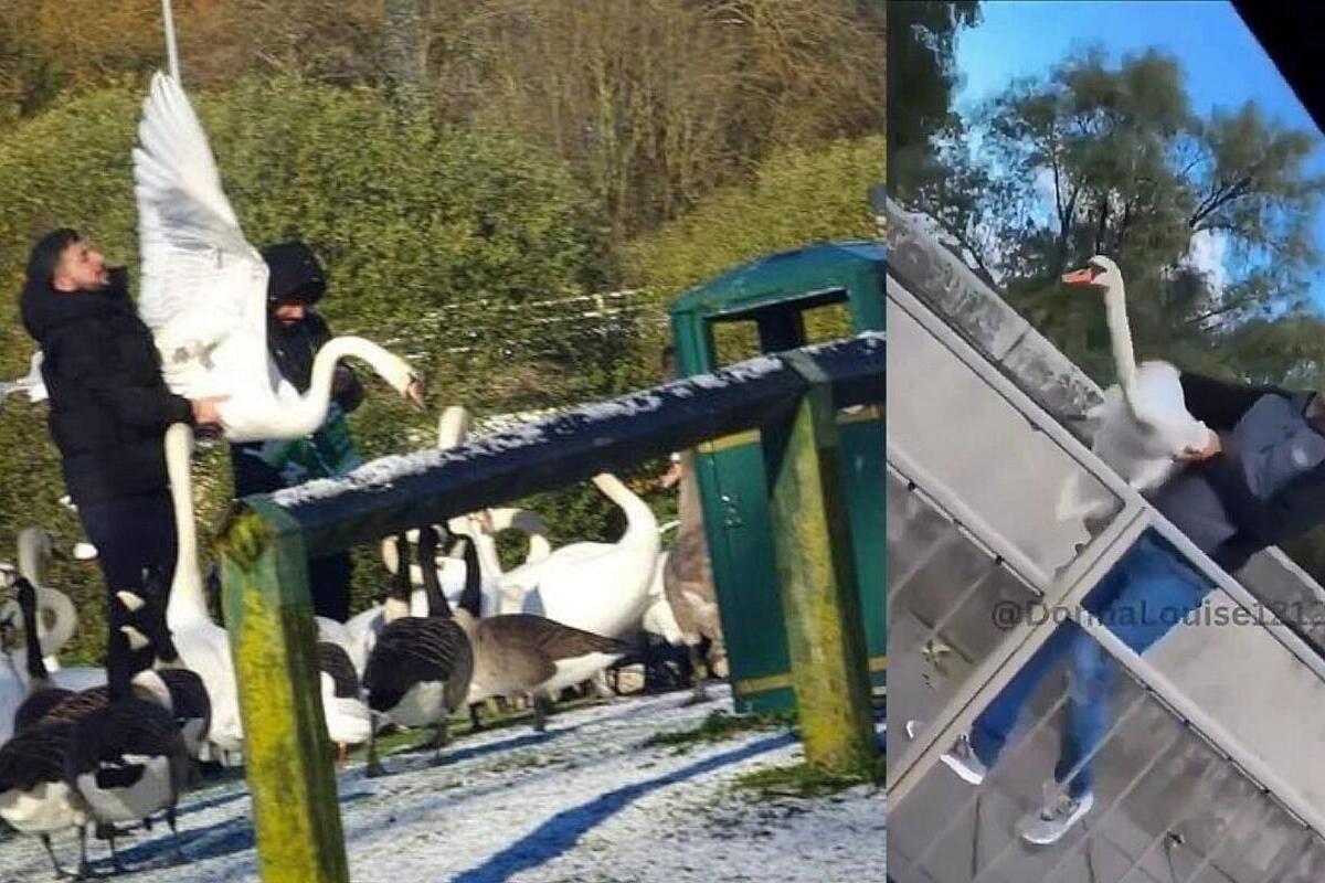Inmigrantes musulmanes se cuelan en parques y ríos del Reino Unido e Irlanda para descuartizar cisnes y patos y comérselos