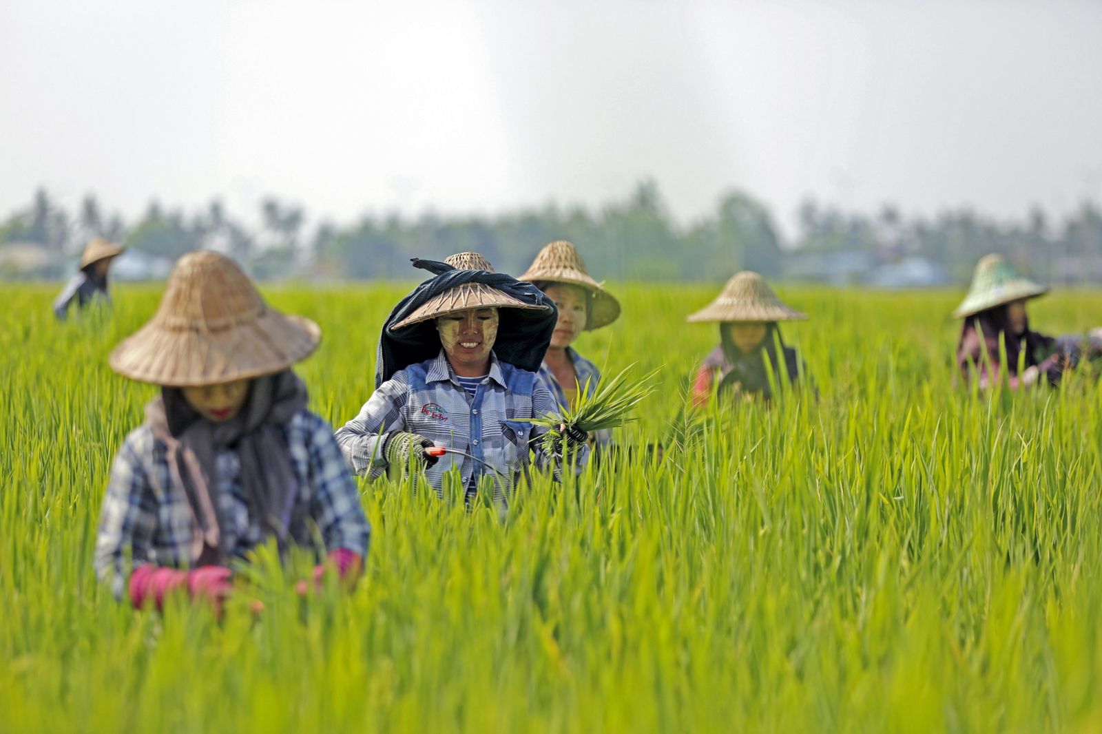 Bruselas asesta un nuevo golpe a los agricultores: da luz verde a la entrada masiva de arroz de Myanmar y Camboya en Europa