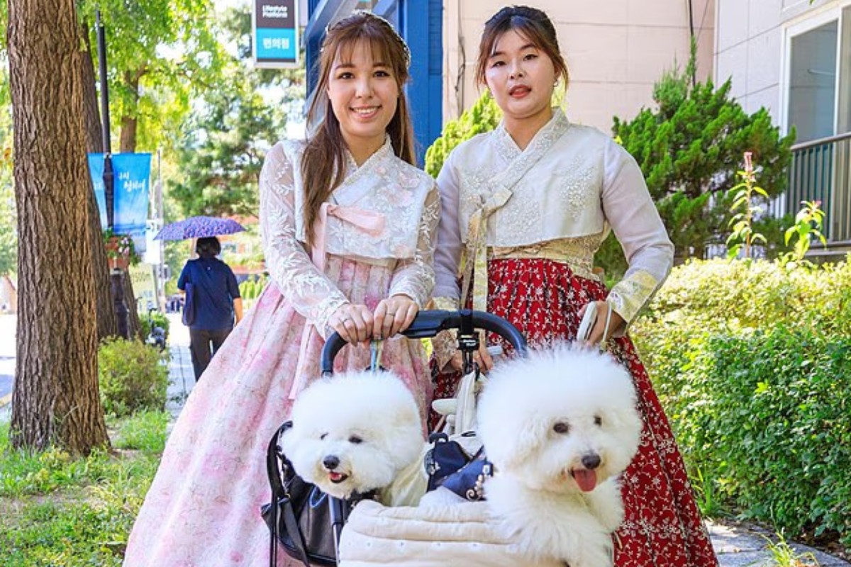 Corea del Sur enseña el futuro de Occidente: natalidad en caída libre y mascotas como sustituto de los hijos