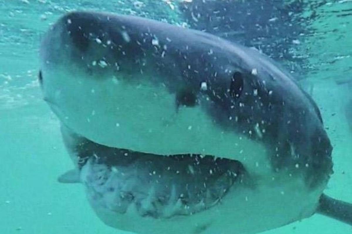 El alicantino atacado por un tiburón en su luna de miel en Maldivas quiere regresar a España: «No hay nada más valioso que volver a casa»