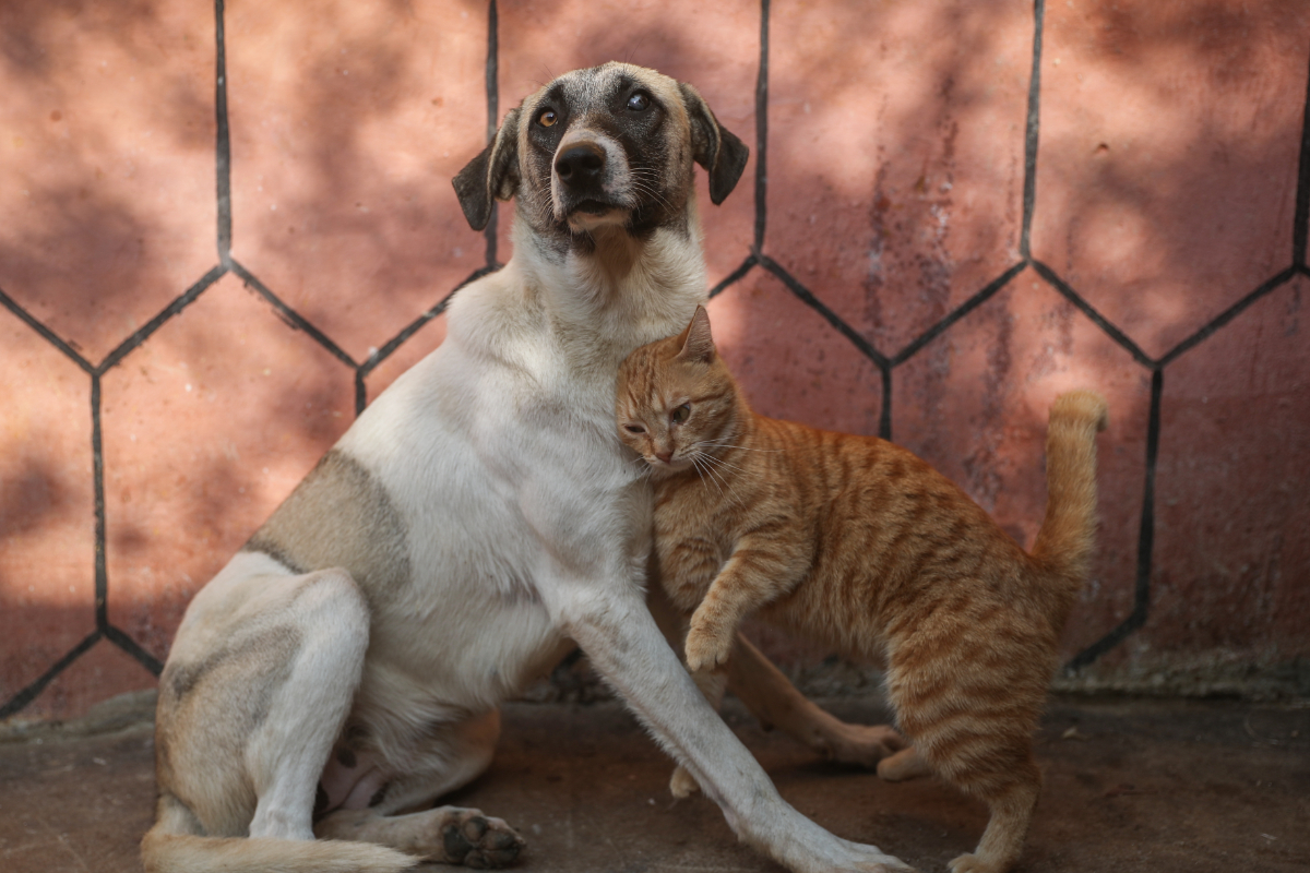 El Parlamento Europeo impone el microchip obligatorio para más de 150 millones de mascotas en toda la UE