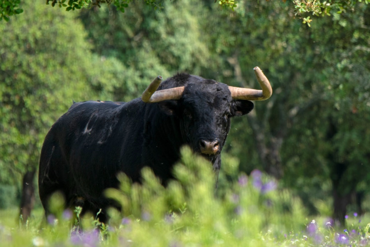 Una propuesta del Gobierno de Sánchez abre la puerta a que el toro bravo sea identificado como mascota y excluye al periquito