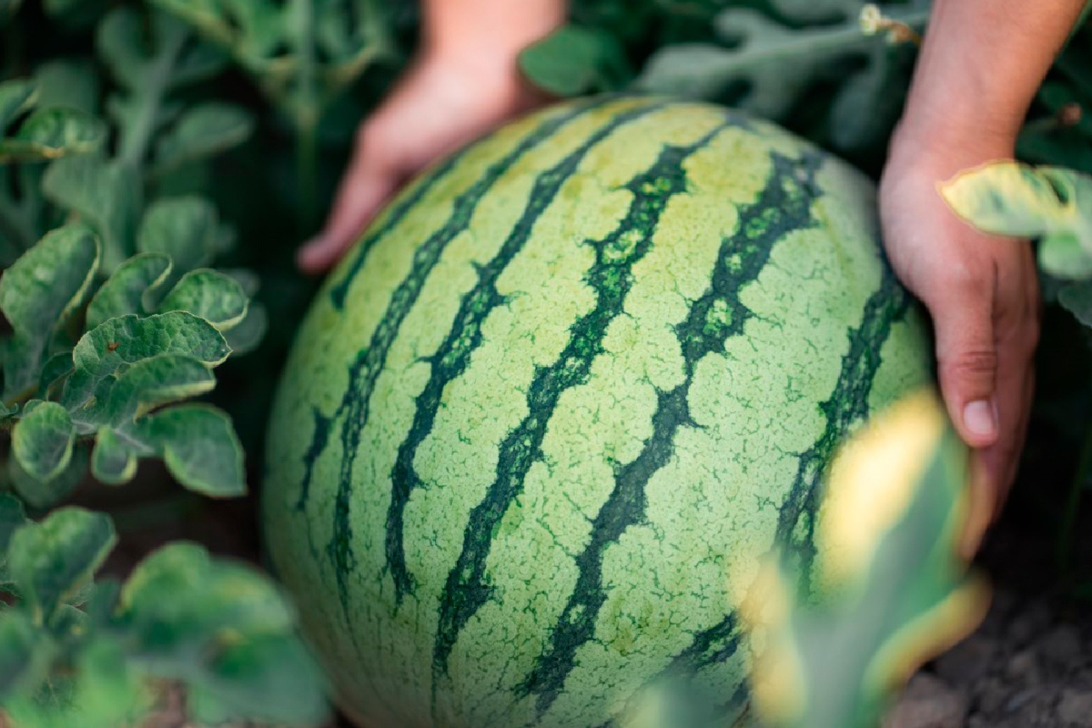 Aguacate, uvas y sandía: cada vez más fruta en España llega de Marruecos, Perú y Chile