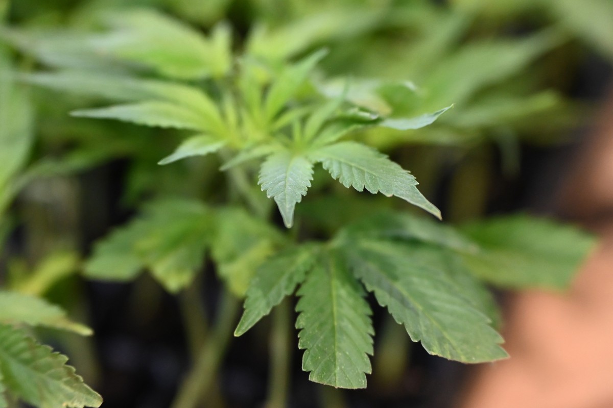 Detenido en Sri Lanka un monje acusado de organizar una operación para traficar más de 100 kilos de cannabis a Tailandia