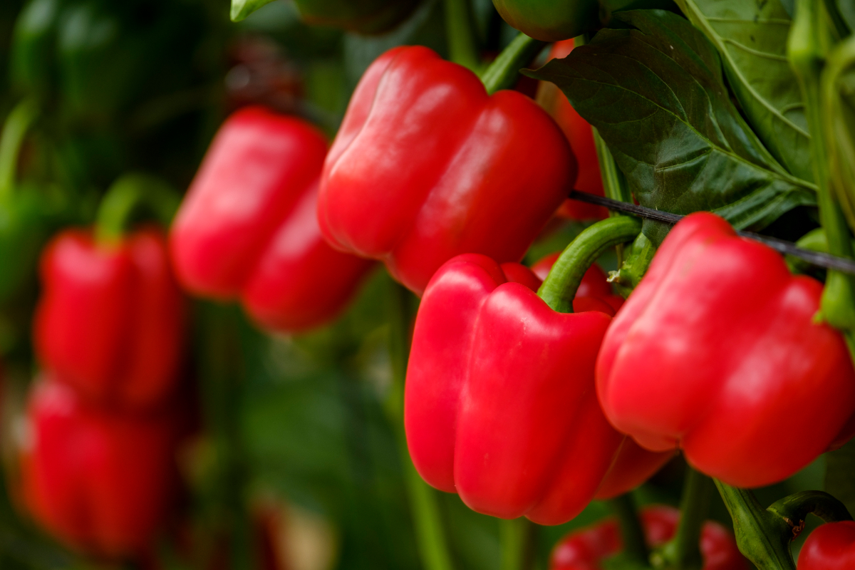Bruselas lanza una alerta grave por pimientos de Marruecos contaminados con niveles ilegales de plaguicidas
