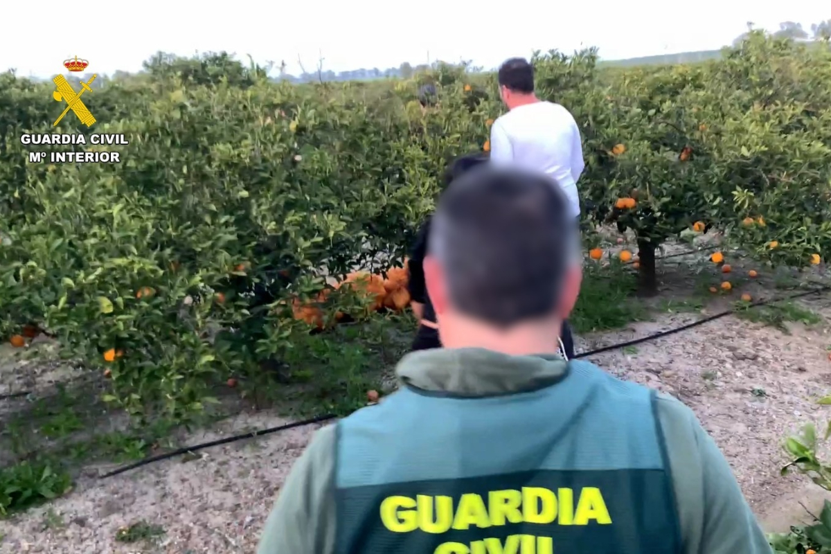Detenidas tres personas tras ser sorprendidas «in fraganti» robando 2.000 kilos de naranjas en Olivares (Sevilla)