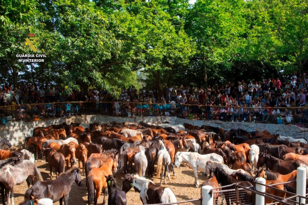 Desarticulada una banda que robó más de 70 caballos y mató a cinco a tiros en Galicia