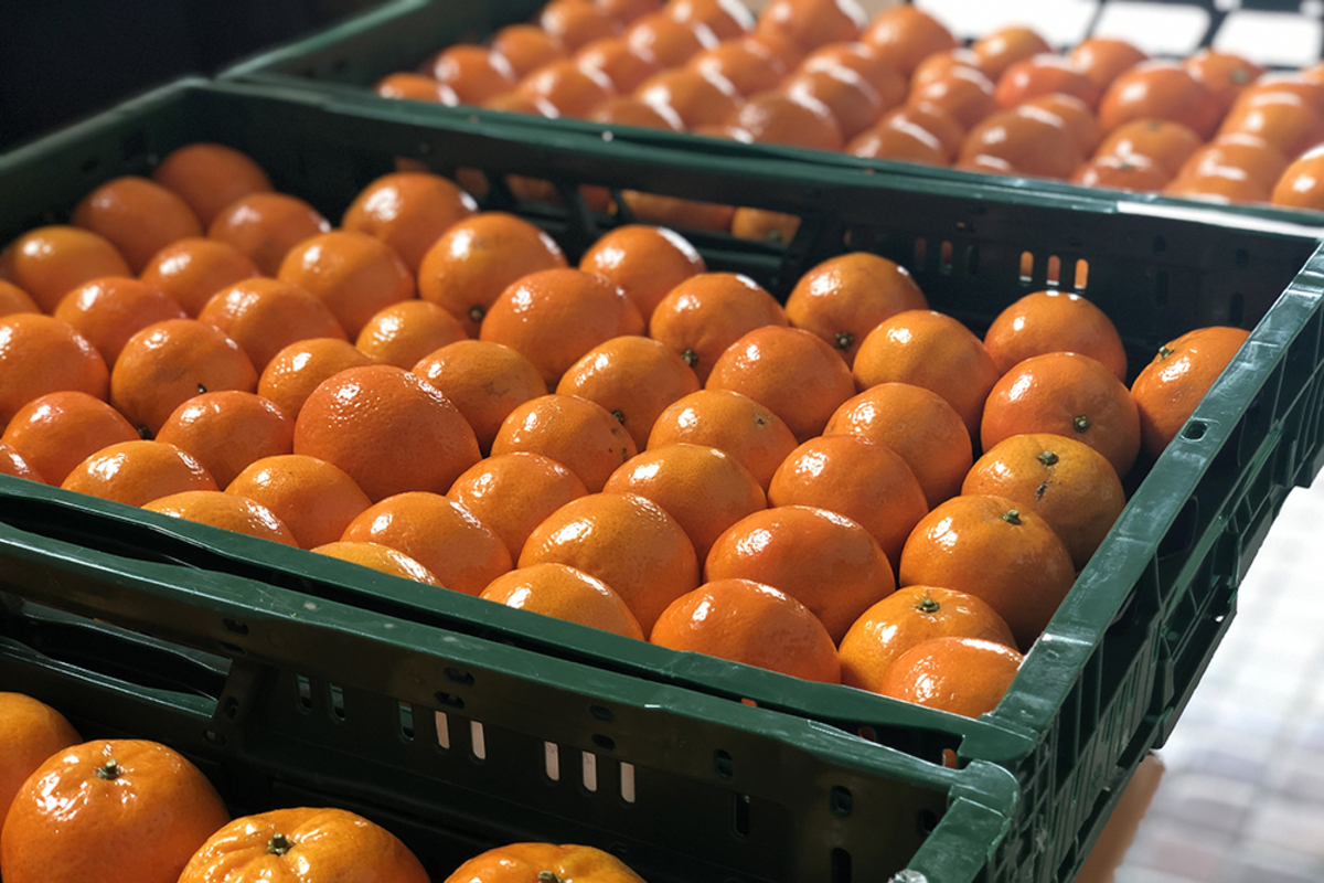 Las políticas de Bruselas hunden los cítricos europeos: la cuota de mercado de las mandarinas se desploma casi un 20% en diez años