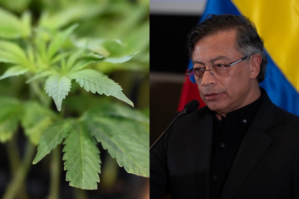 Se dispara el narco en Colombia bajo el Gobierno de Gustavo Petro: los cultivos de coca crecieron en un 18% en los últimos cuatro años