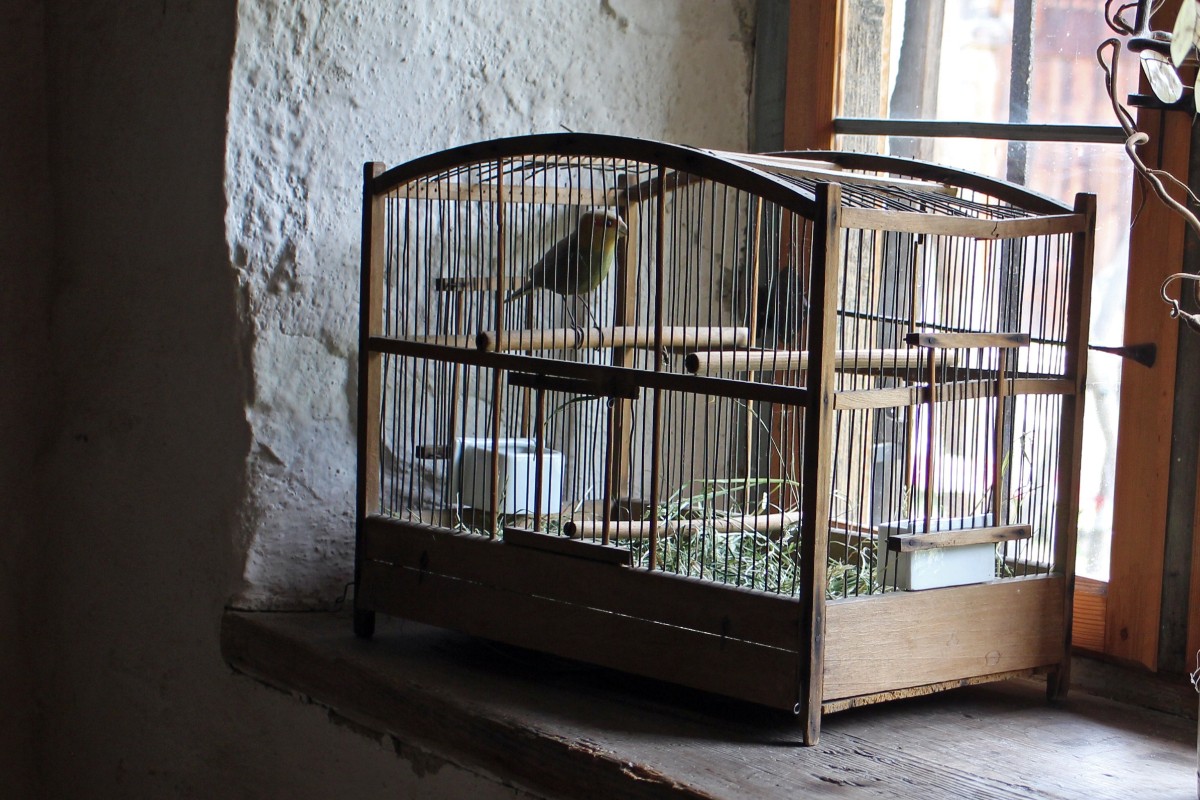 La delirante ley de bienestar animal amenaza con prohibir los periquitos