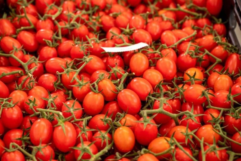 Las exportaciones españolas de tomate caen un 36% desde 2016 mientras Marruecos incrementó casi un 35% las suyas en el mismo periodo