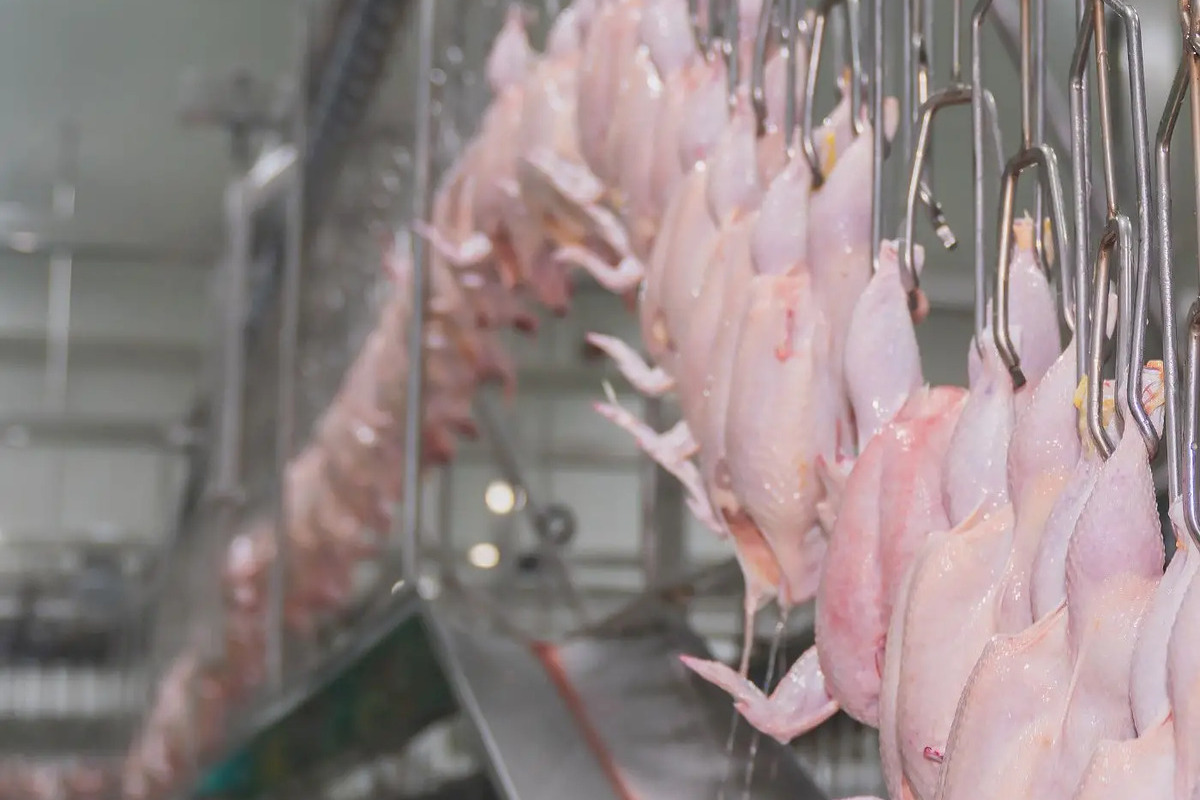 Primeras consecuencias del acuerdo con Mercosur: llega a Grecia un lote de pollo congelado con un 80% de carne contaminada con salmonela
