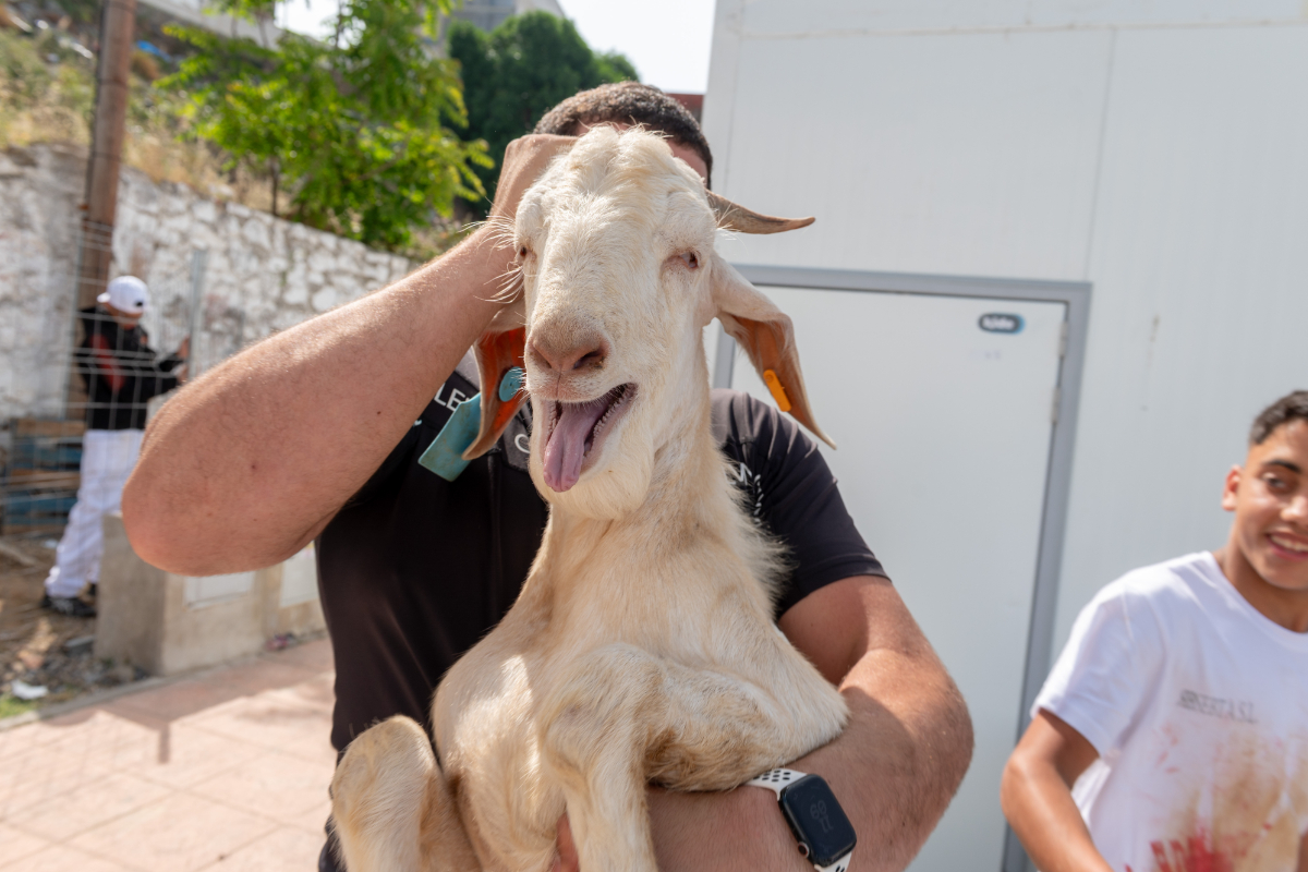 Casi 100 corderos robados en Cataluña antes de la fiesta musulmana del Eid al-Adha