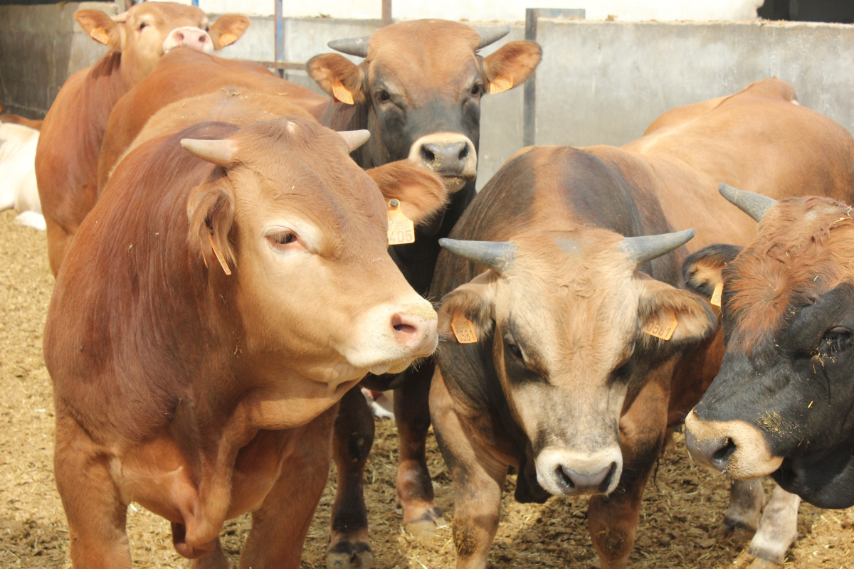 China veta carne de tres plantas brasileñas tras detectar irregularidades sanitarias en cargamentos de ternera