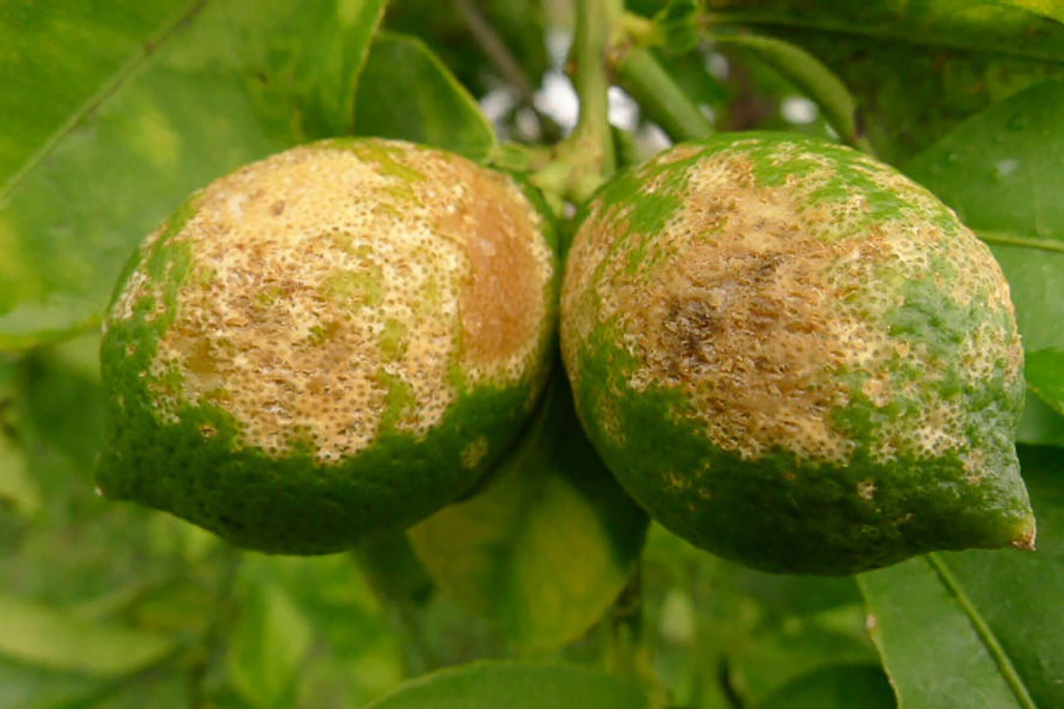 Sudáfrica presume de adelantar a España como primer exportador mundial de cítricos mientras el campo español pierde casi 10.000 hectáreas