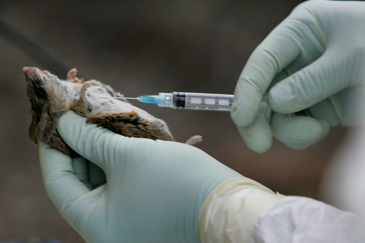 Confirman que la cepa detectada en el crucero aislado por Hantavirus es la Andes, la única variante transmisible entre humanos
