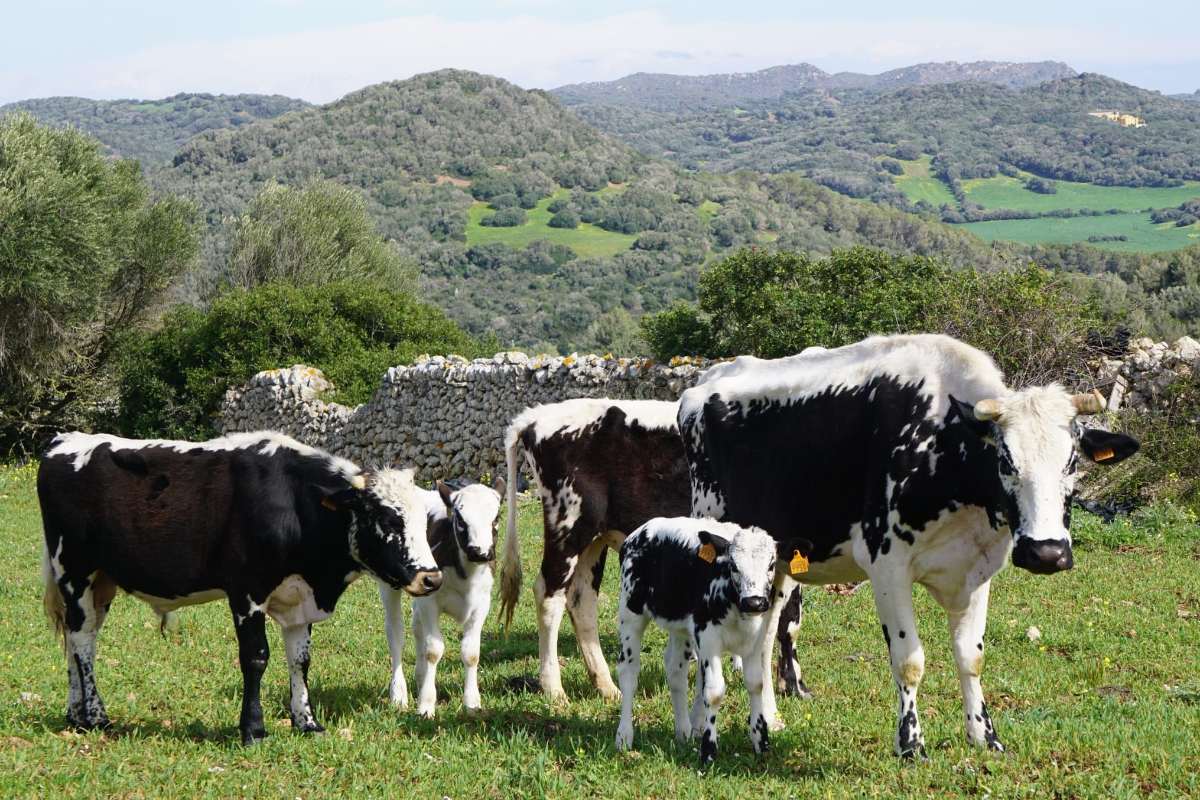 El lobby animalista apunta ahora contra la carne de Mercosur por incumplir los estándares europeos de bienestar animal